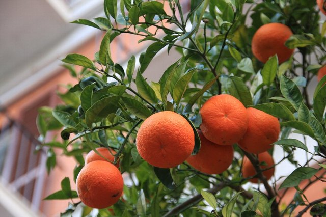 20090119_naplestrp_27_sorrento